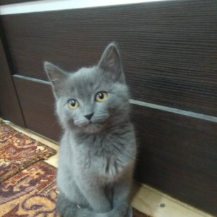 Любимый кот Маркиз.