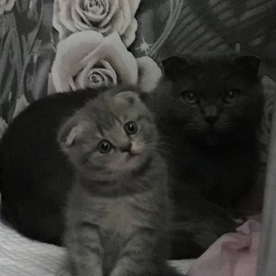 Мои любимые кошечки