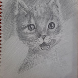 Кот
