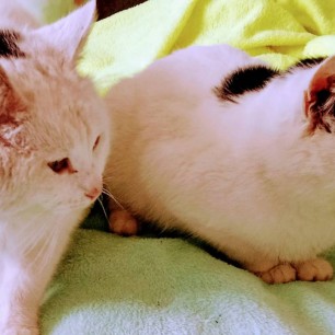 Солнечные котики ☀️