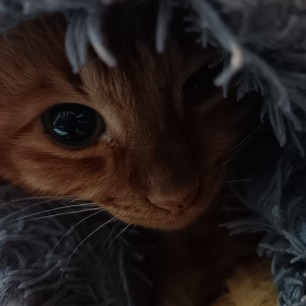 Я спрятался