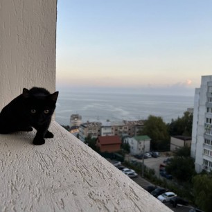 Моя пантера