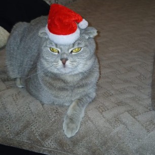 Моя любимая кошка