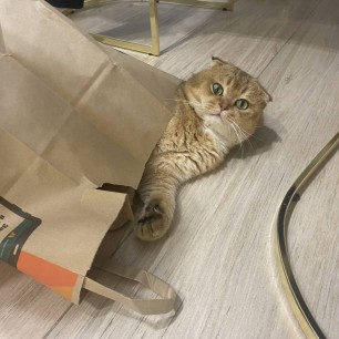 Мой рыжий кот