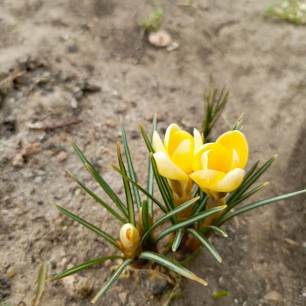 Первые подснежники