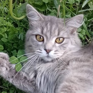 Моя кошка Лара