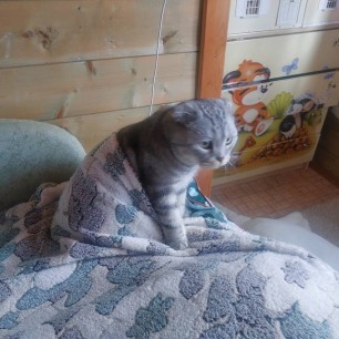 На страже дома