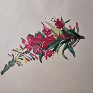 Иван-чай