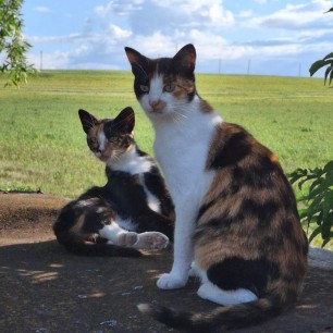 Деревенские кошки.