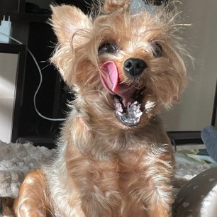 Когда язык за зубами не держится.