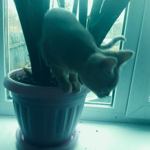 Кот Симба в джунглях