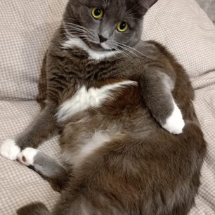 Маффин