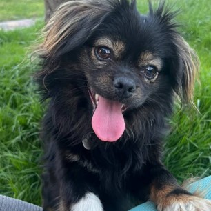 Милый пёсик