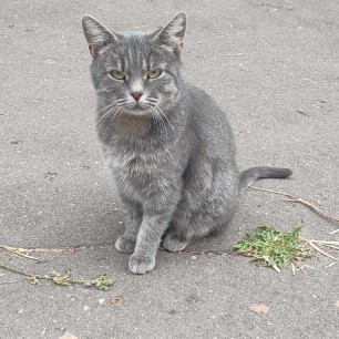 Кошка Дымка