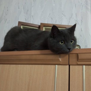 Любимое место отдыха кошки Лизы