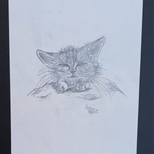 Котик