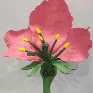 Строение цветка