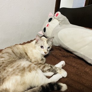 Хитрая кошечка