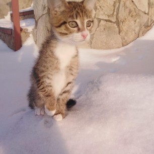 "Ой, кто там?"