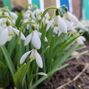 Разведчики весны