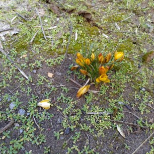 Подснежники