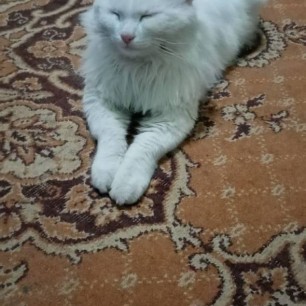 Кот Тимошка на обеденной фиесте