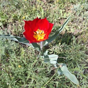 Тюльпанчик