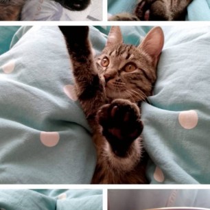 Кот "Чопа"
