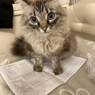 Мой домашний питомец