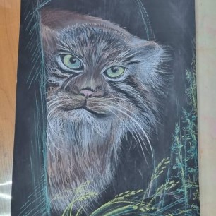 Кот Манул