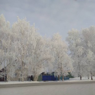 Белая береза