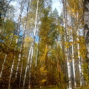 "Березы осенью"