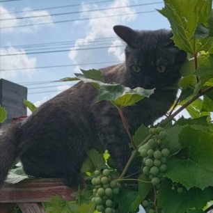 Кошачий интерес