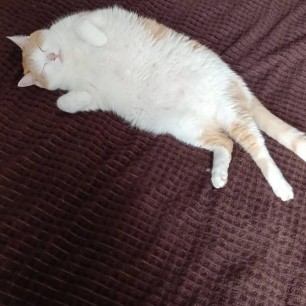 Мой котик