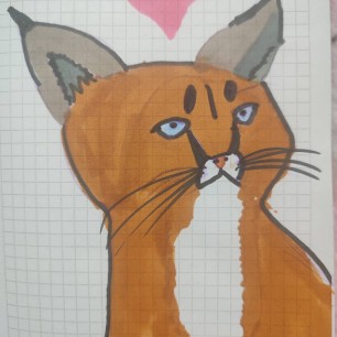 кошачий мир