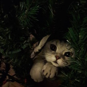 «Кошачья засада»