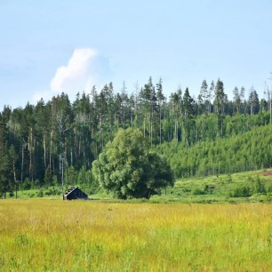 Летний пейзаж за деревней