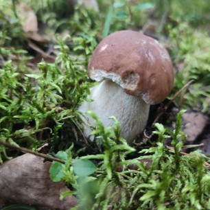 Мой белый гриб