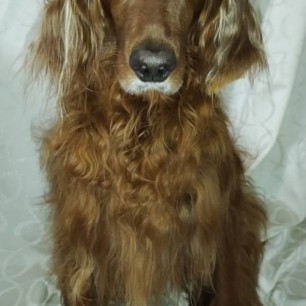 "Преданный друг Айра"