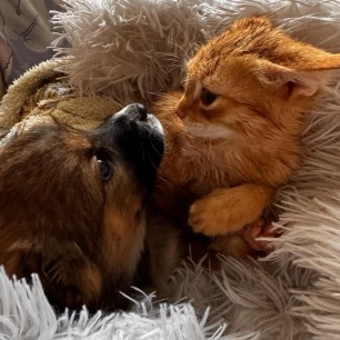 "Верные друзья"