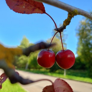 Осенняя палитра