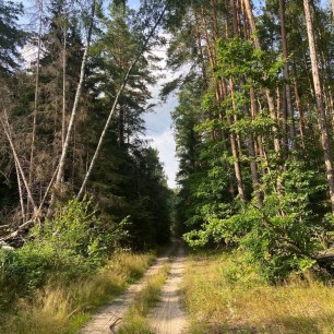 Таинственный лес