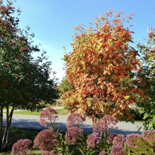 КРАСКИ ОСЕНИ