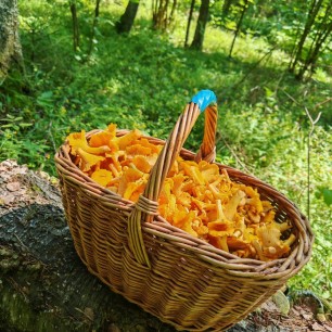 Корзинка с грибами