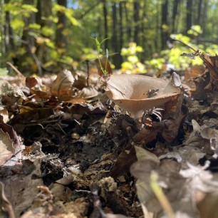 Яркие лучи солнца.