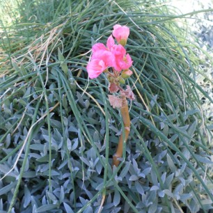 "И один в цветнике воин"