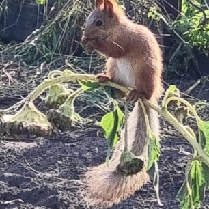 "Белочка и подсолнух"