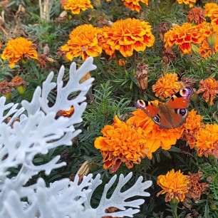 Кралатая фея