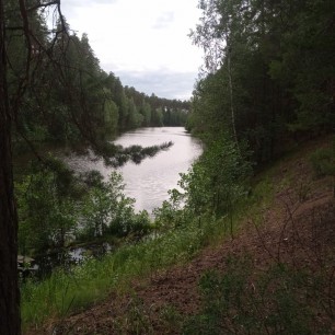 Лесная тишина