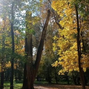 Осень в Березовой роще